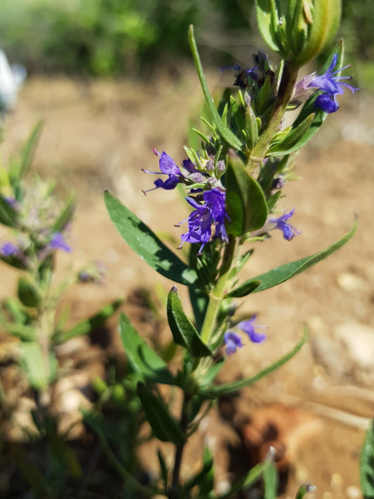 Alfalfa Flower Essence: unworthy, gratitude, identity- crisis A natural holistic supplement for you and your soul!