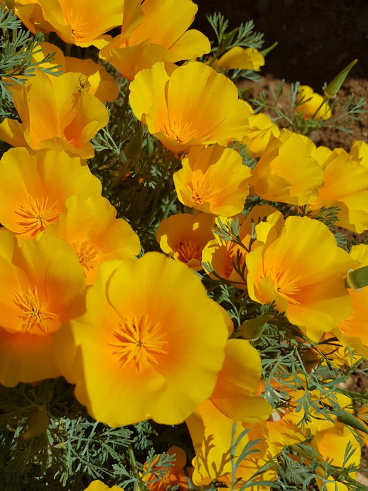 Californian Poppy Flower Essence: birth trauma, rebirthing A natural holistic supplement for you and your soul!