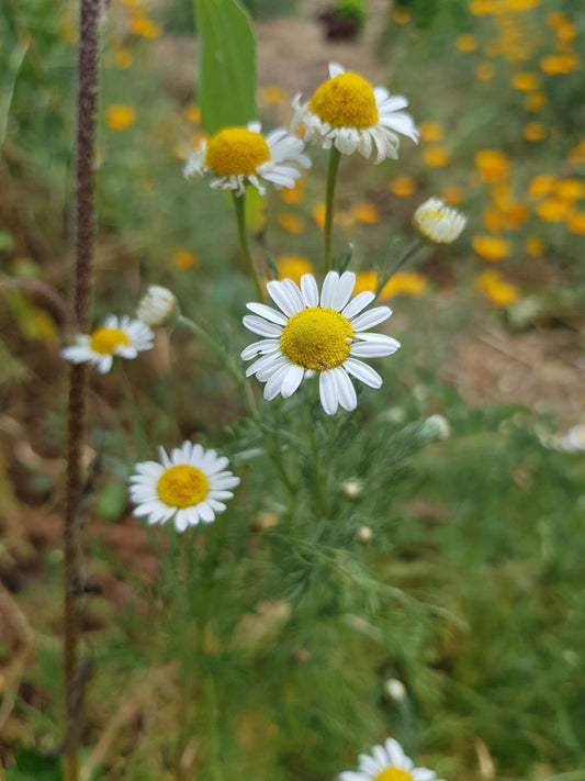 Chamomile Flower Essence: calmness, patience, harmony, serenity A natural holistic supplement for you and your soul!