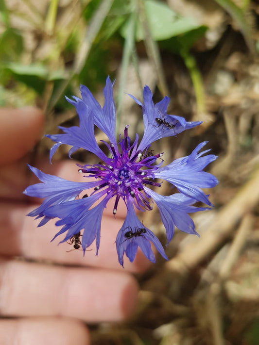 Chicory Flower Essence: Unconditional love,self care compassion A natural holistic supplement for you and your soul!