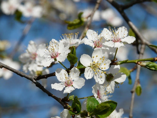 Cherry Plum Flower Essence: Fear of loosing control, Madness. A natural holistic supplement for you and your soul!